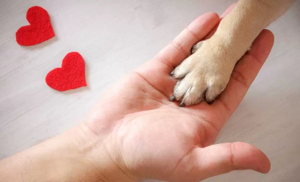 Enamorado de las mascotas