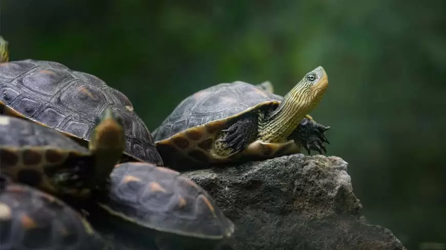 Amy la tortuga voladora… - Cuentos infantiles cortos