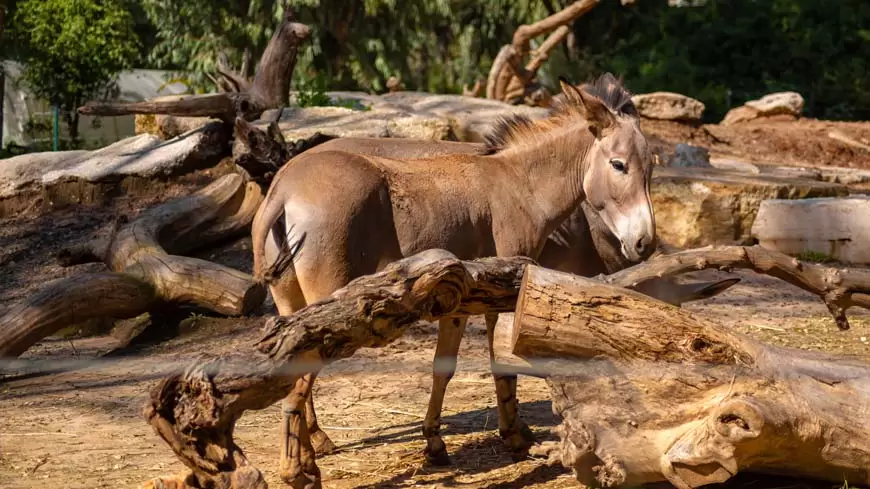 El burro y el caballo ciego