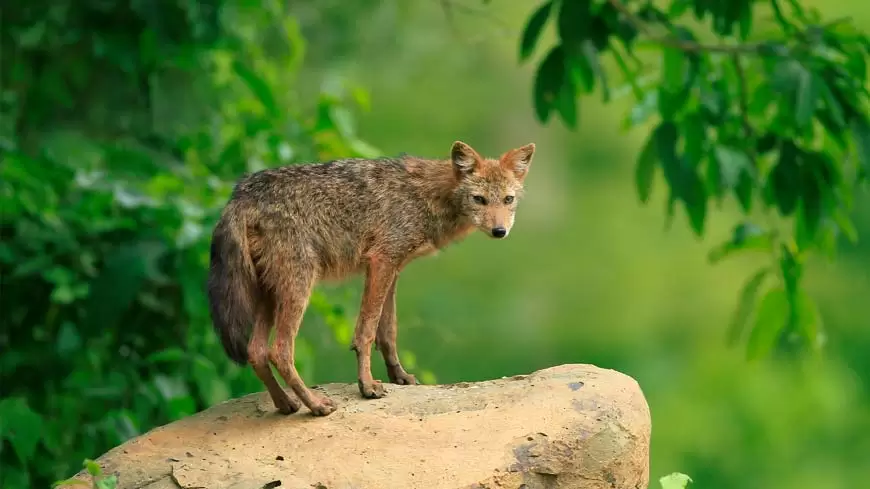 La niña que ayudó al lobo feroz
